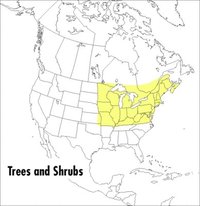 bokomslag A Field Guide to Trees and Shrubs: Northeastern and North-Central United States and Southeastern and South-Central Canada