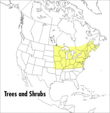 Roger Tory Peterson - A Field Guide to Trees and Shrubs: Northeastern and North-Central United States and Southeastern and South-Central Canada, Häftad