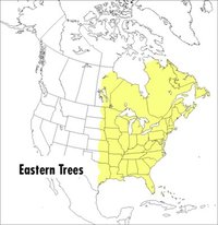 bokomslag Peterson Field Guide To Eastern Trees, A