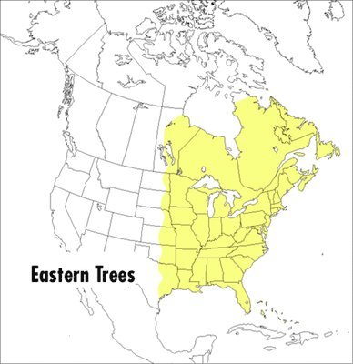 Peterson Field Guide To Eastern Trees, A 1