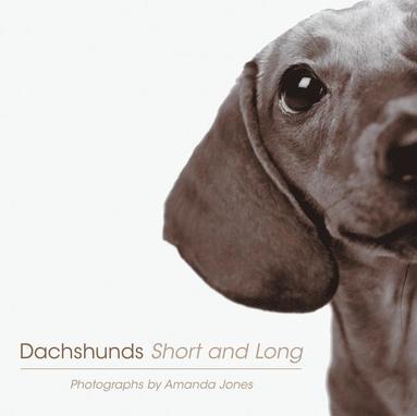 bokomslag Dachshunds