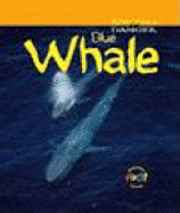 Whale 1