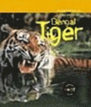 bokomslag Tiger