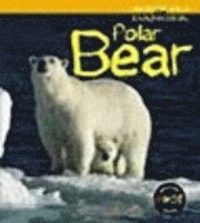 Polar Bear 1