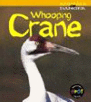 bokomslag Whooping Crane