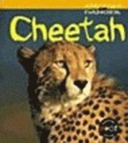 Cheetah 1