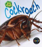bokomslag Cockroach