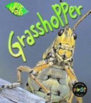 bokomslag Grasshopper