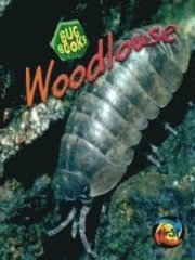 Woodlouse 1