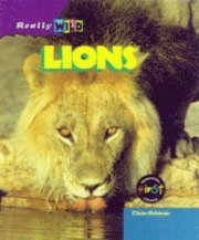 Lions 1