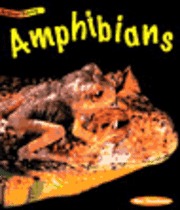 bokomslag Amphibians