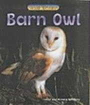 bokomslag Barn Owl