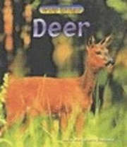 bokomslag Deer