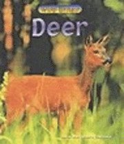 Deer 1