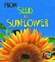 From Seed To Sunflower 1