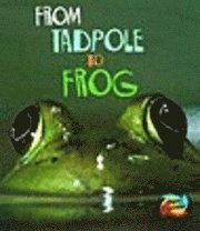 From Tadpole To Frog 1