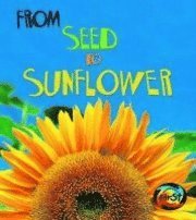 From Seed to Sunflower 1