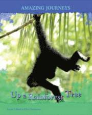 bokomslag Up a Rainforest Tree