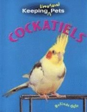 Cockatiels 1