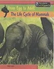 bokomslag Life Cycle Of Mammals
