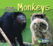 Monkeys 1