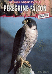 bokomslag Animals Under Threat: Peregrine Falcon