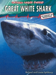 Great White Shark 1