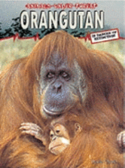 bokomslag Orangutang