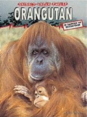 Orangutang 1