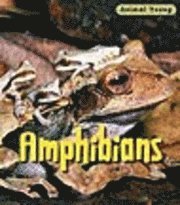 bokomslag Amphibians