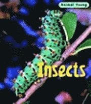 bokomslag Insects