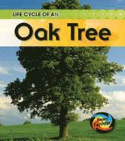 bokomslag Life Cycle of an Oaktree