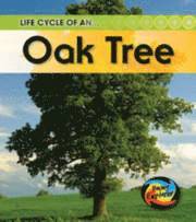 Life Cycle of an Oaktree 1