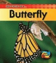 Life Cycle of a Butterfly 1