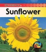 Life Cycle of a Sunflower 1