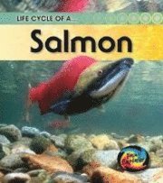 bokomslag Life Cycle of a Salmon