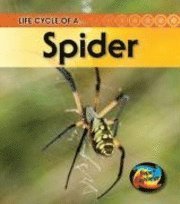 bokomslag Life Cycle of a Spider