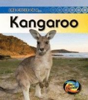 Life Cycle of a Kangaroo 1