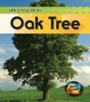 bokomslag Life Cycle of an Oaktree