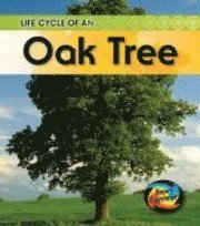 Life Cycle of an Oaktree 1