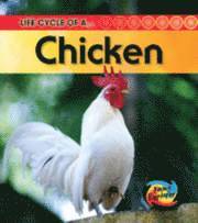 bokomslag Life Cycle of a Chicken