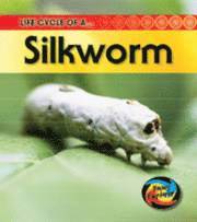 Life Cycle of a Silkworm 1