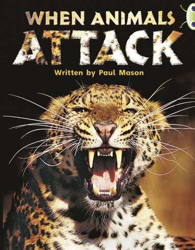 bokomslag Bug Club Independent Non Fiction Year Two Purple A When Animals Attack