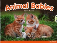 bokomslag Bug Club Independent Non Fiction Reception Red B Animal Babies