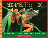 bokomslag Red-Eyed Tree Frog