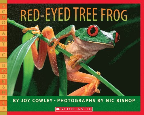 Red-Eyed Tree Frog 1