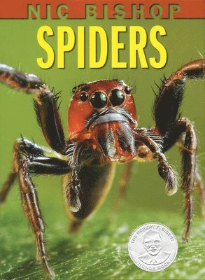 Nic Bishop: Spiders 1