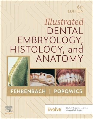 Illustrated Dental Embryology, Histology, and Anatomy 1