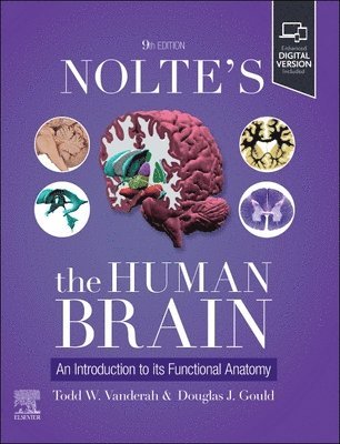 bokomslag Nolte's The Human Brain