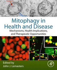 bokomslag Mitophagy in Health and Disease